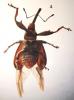 Anthonomus rectirostris